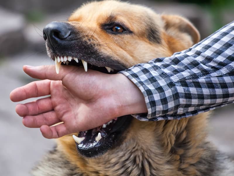 Holding Pet Owners Accountable for Dog Bite Injuries